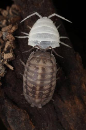 Réf. 241 532 : Armadillidium nasatum